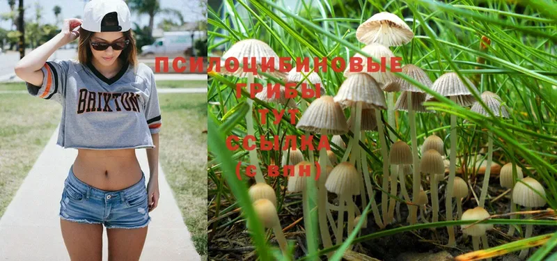 Псилоцибиновые грибы Psilocybine cubensis  где найти   Кадников 